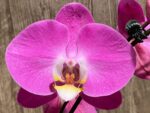 Tall Spikes 40” Phalaenopsis Purple Dust (4" Pot) - Image 8