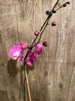 Tall Spikes 40” Phalaenopsis Purple Dust (4" Pot) - Image 9