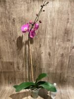 Tall Spikes 40” Phalaenopsis Purple Dust (4" Pot) - Image 10