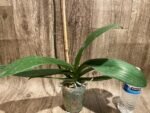 Tall Spikes 40” Phalaenopsis Purple Dust (4" Pot) - Image 12