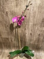 Tall Spikes 40” Phalaenopsis Purple Dust (4" Pot) - Image 11