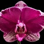Tall Spike Phalaenopsis Fuller Pretty Girl (4.5" Pot)