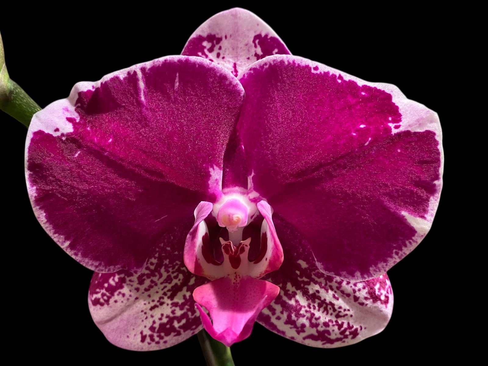 il_fullxfull.8605635484_m0sl.jpg Tall Spike Phalaenopsis Fuller Pretty Girl (4.5" Pot) - Image 1