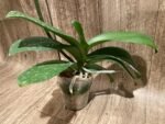 Tall Spike Phalaenopsis Fuller Pretty Girl (4.5" Pot) - Image 7