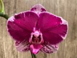 Tall Spike Phalaenopsis Fuller Pretty Girl (4.5" Pot) - Image 3