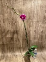 Tall Spike Phalaenopsis Fuller Pretty Girl (4.5" Pot) - Image 6