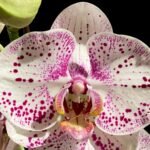 Tall Spike Phalaenopsis Expression (4.5" Pot)