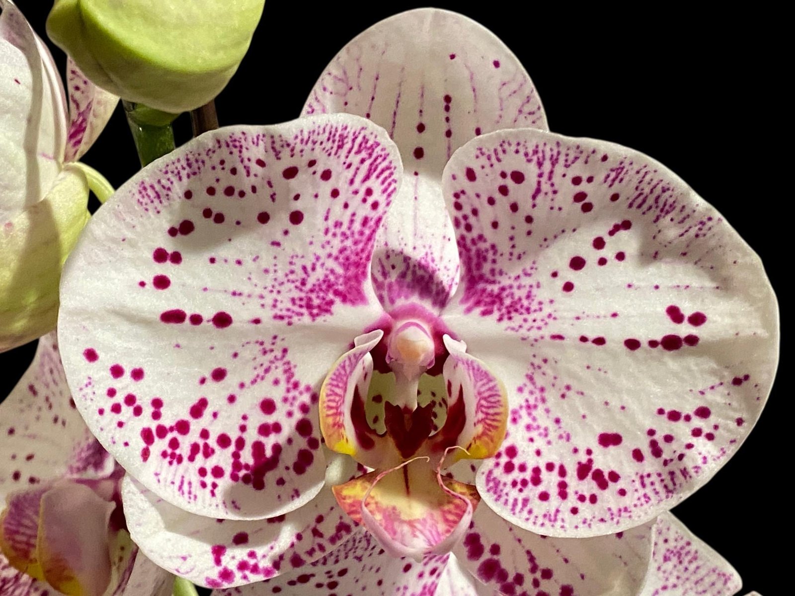 il_fullxfull.8605661408_pcyx.jpg Tall Spike Phalaenopsis Expression (4.5" Pot) - Image 1