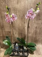 Tall Spike Phalaenopsis Expression (4.5" Pot) - Image 7
