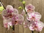 Tall Spike Phalaenopsis Expression (4.5" Pot) - Image 5