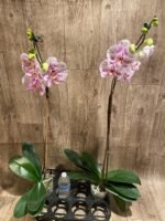 Tall Spike Phalaenopsis Expression (4.5" Pot) - Image 8