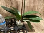 Tall Spike Phalaenopsis Expression (4.5" Pot) - Image 12