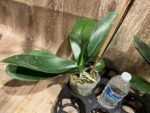 Tall Spike Phalaenopsis Expression (4.5" Pot) - Image 13