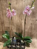 Tall Spike Phalaenopsis Expression (4.5" Pot) - Image 11