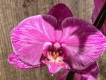 Very Rare In Spike Phalaenopsis Hybrid (4.5" Pot) - Image 3