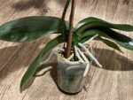 Very Rare In Spike Phalaenopsis Hybrid (4.5" Pot) - Image 13