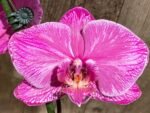 Very Rare In Spike Phalaenopsis Hybrid (4.5" Pot) - Image 6