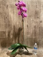 Very Rare In Spike Phalaenopsis Hybrid (4.5" Pot) - Image 12