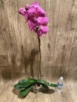 Very Rare In Spike Phalaenopsis Hybrid (4.5" Pot) - Image 10