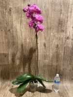 Very Rare In Spike Phalaenopsis Hybrid (4.5" Pot) - Image 11