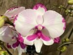 Double Plants Double Spikes Phalaenopsis King Car Dalmatian (4.5” pot) - Image 3