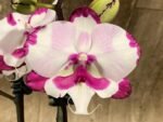 Double Plants Double Spikes Phalaenopsis King Car Dalmatian (4.5” pot) - Image 4