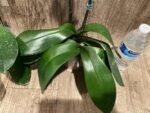 Double Plants Double Spikes Phalaenopsis King Car Dalmatian (4.5” pot) - Image 14