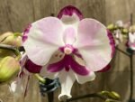 Double Plants Double Spikes Phalaenopsis King Car Dalmatian (4.5” pot) - Image 6
