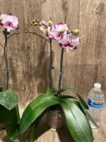 Double Plants Double Spikes Phalaenopsis King Car Dalmatian (4.5” pot) - Image 12