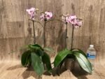Double Plants Double Spikes Phalaenopsis King Car Dalmatian (4.5” pot) - Image 9