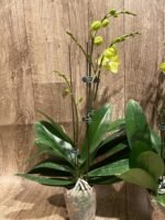 Double Plants Triple Spikes Phalaenopsis (Tying Shin Melody × KS Big Johnson) (4" pot) - Image 9