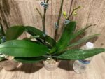 Double Plants Triple Spikes Phalaenopsis (Tying Shin Melody × KS Big Johnson) (4" pot) - Image 12