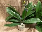 Double Plants Triple Spikes Phalaenopsis (Tying Shin Melody × KS Big Johnson) (4" pot) - Image 14