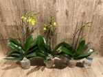 Double Plants Triple Spikes Phalaenopsis (Tying Shin Melody × KS Big Johnson) (4" pot) - Image 6