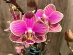Double Plants Double/ Triple Spikes Phalaenopsis Shulong TWM-AN9094 (4.5" pot) - Image 5