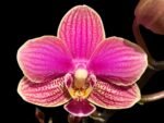 Double Plants Double/ Triple Spikes Phalaenopsis Shulong TWM-AN9094 (4.5" pot)