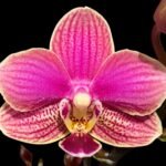 Double Plants Double/ Triple Spikes Phalaenopsis Shulong TWM-AN9094 (4.5" pot)