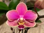 Double Plants Double/ Triple Spikes Phalaenopsis Shulong TWM-AN9094 (4.5" pot) - Image 3