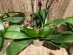 Double Plants Double/ Triple Spikes Phalaenopsis Shulong TWM-AN9094 (4.5" pot) - Image 11