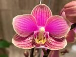 Double Plants Double/ Triple Spikes Phalaenopsis Shulong TWM-AN9094 (4.5" pot) - Image 4