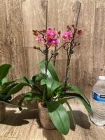 Double Plants Double/ Triple Spikes Phalaenopsis Shulong TWM-AN9094 (4.5" pot) - Image 10
