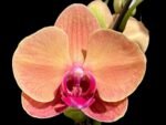 Double Spikes Phalaenopsis Younghome Golden Leopard (4.5" pot)