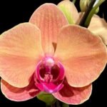 Double Spikes Phalaenopsis Younghome Golden Leopard (4.5" pot)