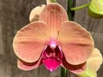 Double Spikes Phalaenopsis Younghome Golden Leopard (4.5" pot) - Image 4