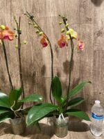 Double Spikes Phalaenopsis Younghome Golden Leopard (4.5" pot) - Image 11