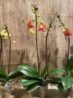 Double Spikes Phalaenopsis Younghome Golden Leopard (4.5" pot) - Image 10