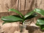 Double Spikes Phalaenopsis Younghome Golden Leopard (4.5" pot) - Image 13