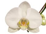Double Spikes Phalaenopsis Amabilis (4.5" pot) - Image 2