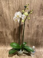 Double Spikes Phalaenopsis Amabilis (4.5" pot) - Image 5