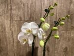 Double Spikes Phalaenopsis Amabilis (4.5" pot) - Image 4
